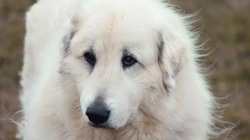 Chien de montagne des pyrénées