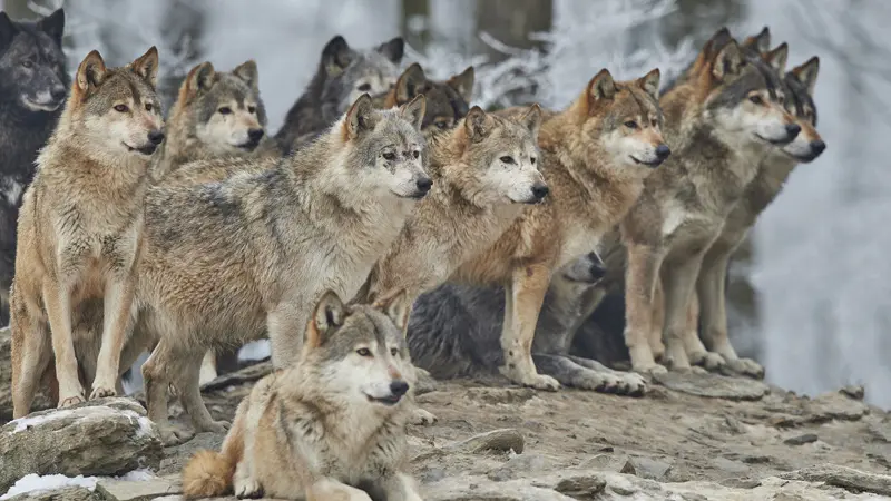 quota-loup-prélever-2017-2018