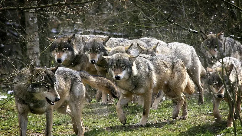 Loups : les autorités proposent de mettre les brebis sous calmant