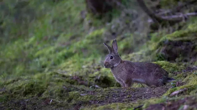lapin