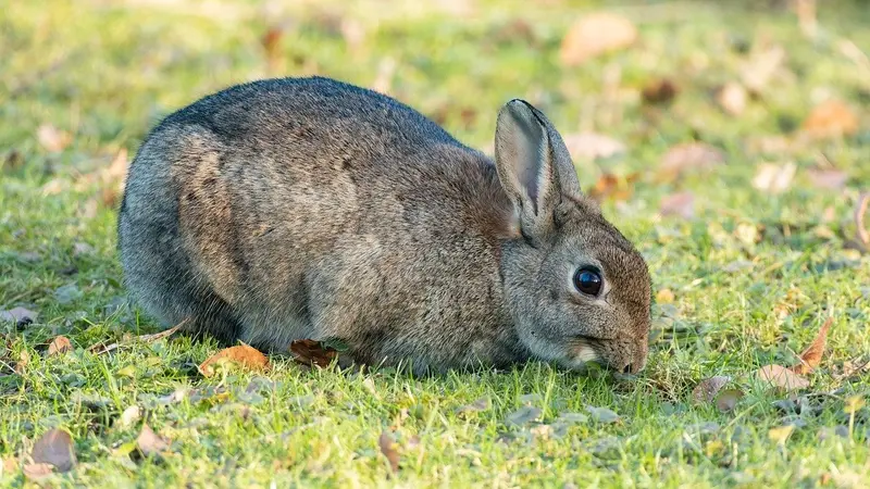 Les chasseurs au chevet du lapin dans l’Aude