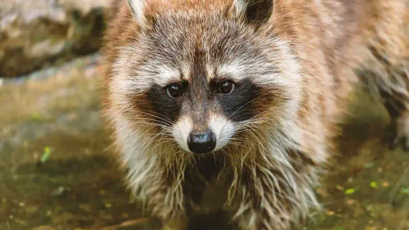 Piégeage du raton laveur en Belgique