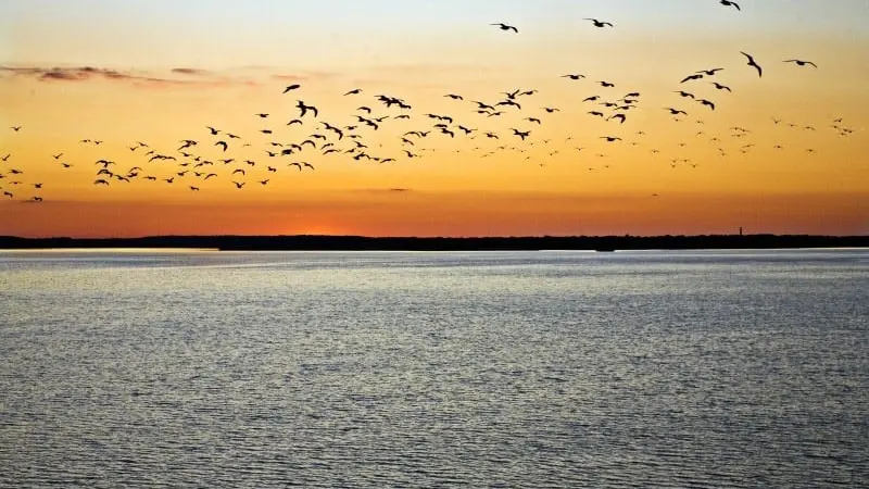 La FRC des Hauts-de-France va lancer un radar ornithologique