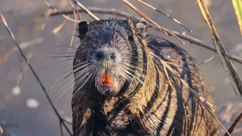 Ragondin Nutria
