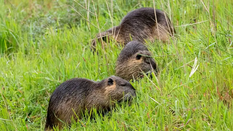Un record de ragondins et rats musqués capturés dans la Manche