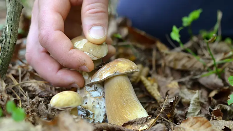 Ils cueillent des champignons dans un bois privé et agressent le propriétaire