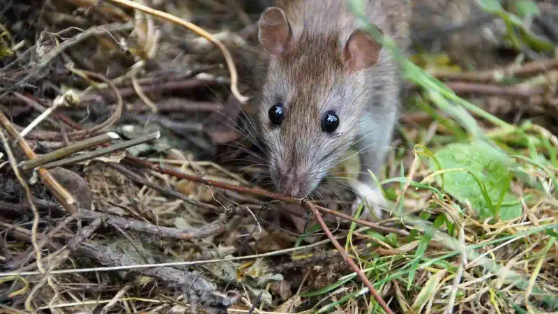 Leptospirose rat à Lyon