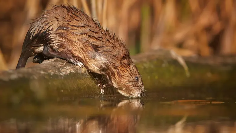 Le rat musque