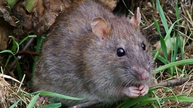 A Rouen, les associations animalistes vent debout contre des pièges à rats