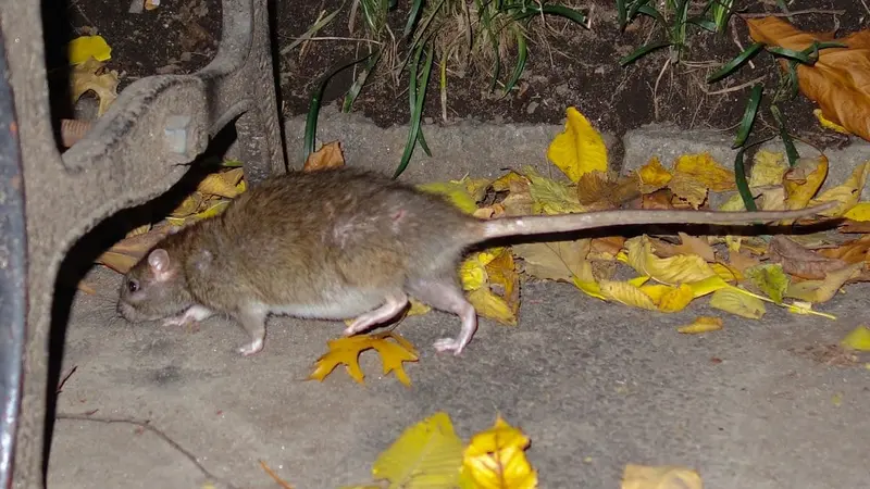 Trop de rats dans New-York, les cas de leptospirose inquiètent les professionnels de santé