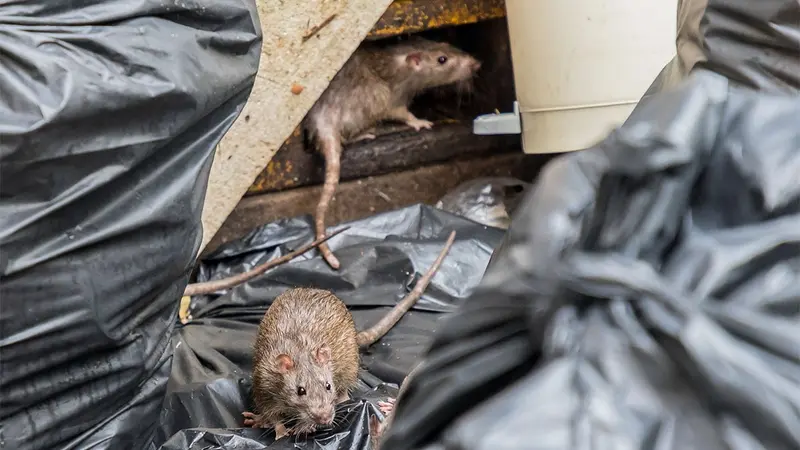 42 élus réclament de mieux cohabiter avec les rats et de stériliser les sangliers