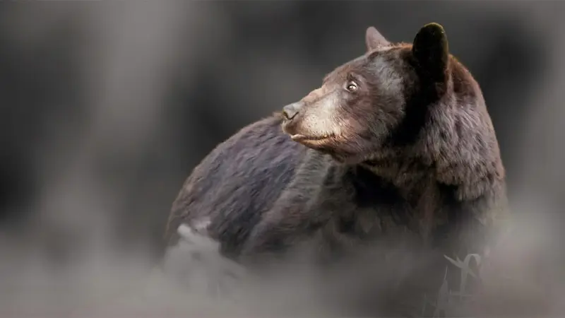 L’imprévu et inespéré Baribal (ours noir)