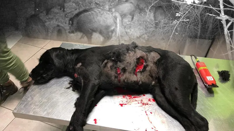 Son chien grièvement blessé par des sangliers, sa réaction étonnante par rapport aux chasseurs