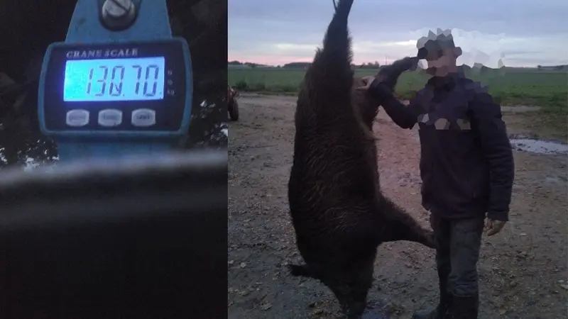 Il tue un sanglier de 130kg à la 222 rem. en protection des cultures