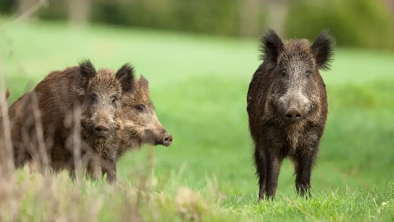 Mayenne : record de sanglier battu
