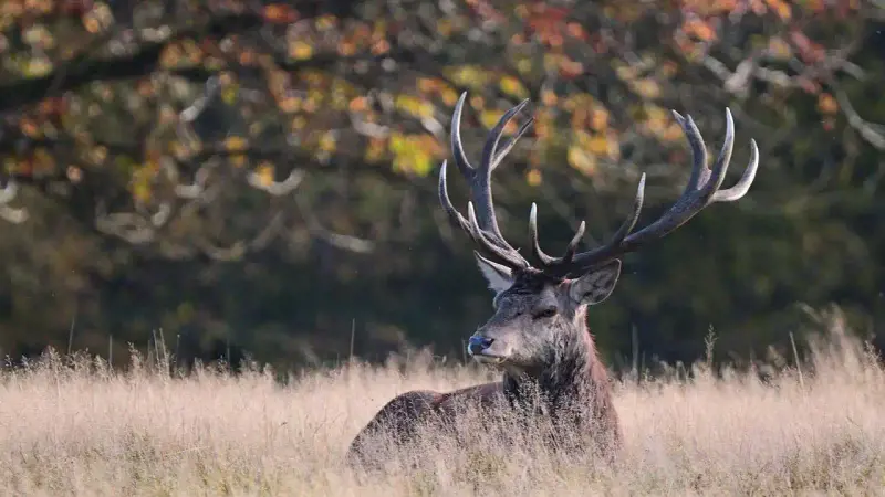 interdire la chasse durant le brame du cerf