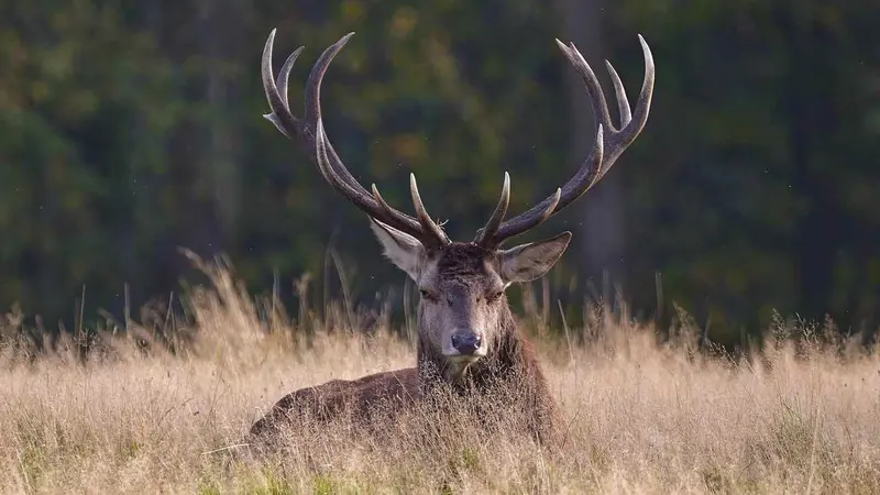 Un cerf dans une maison en Gironde