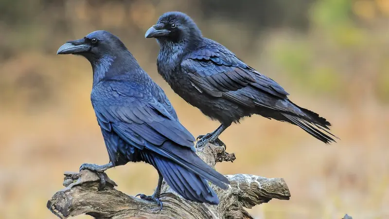 Des militants anti-chasses empêchent la régulation des corvidés