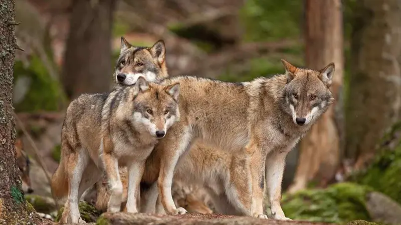 régulation du loup en Suisse-compressed