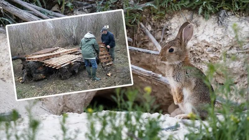 Lapin de Garenne : comment bien repeupler ?