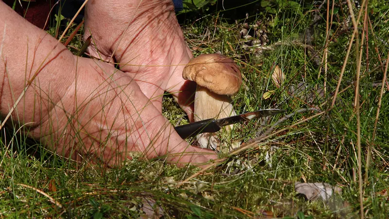 Confinement: quatre ramasseurs de champignons verbalisés.
