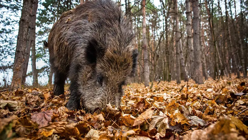 Le sanglier, dernier rempart de la chasse française ?