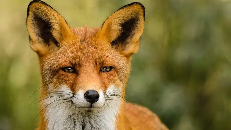 Le renard