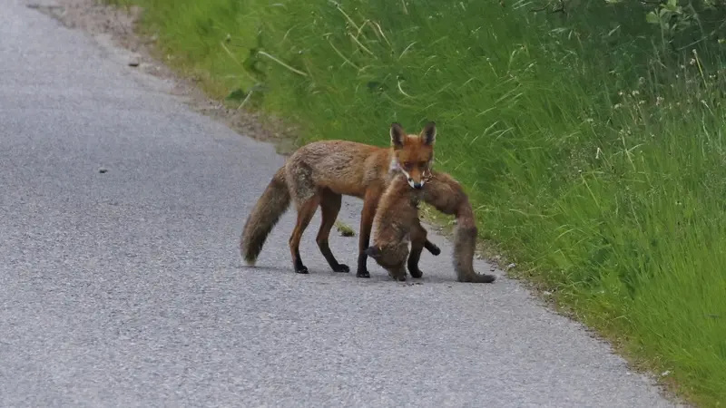 Un renard cannibale