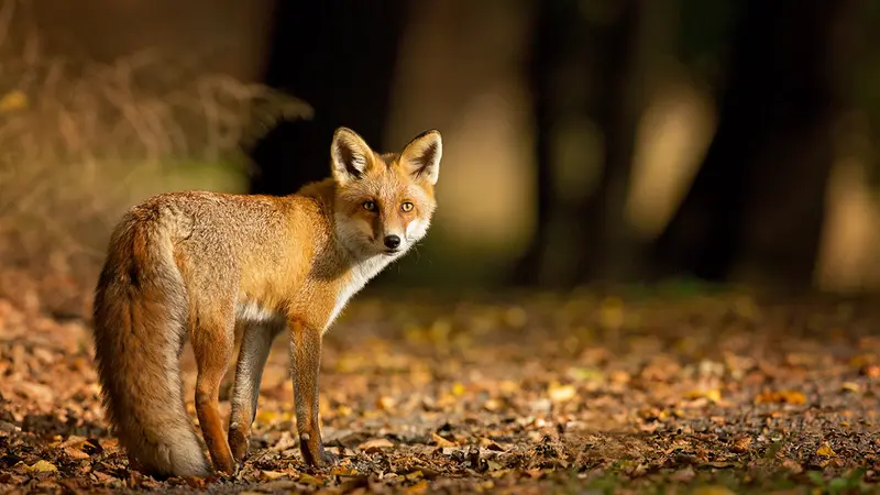 Charente-Maritime : une prime pour les meilleurs chasseurs de renards du département