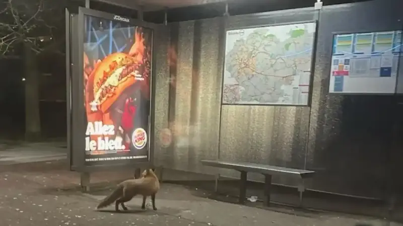 renard et pub burger king Douai
