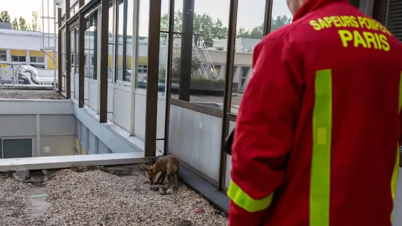 renard pompiers de Paris