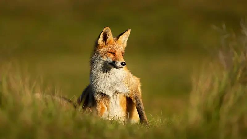 Vosges : la préfecture suspend le piégeage du renard !