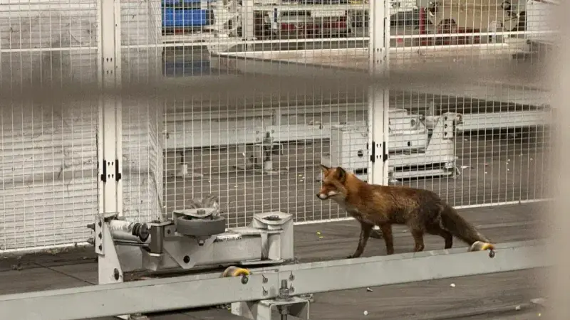 renard-stellantis