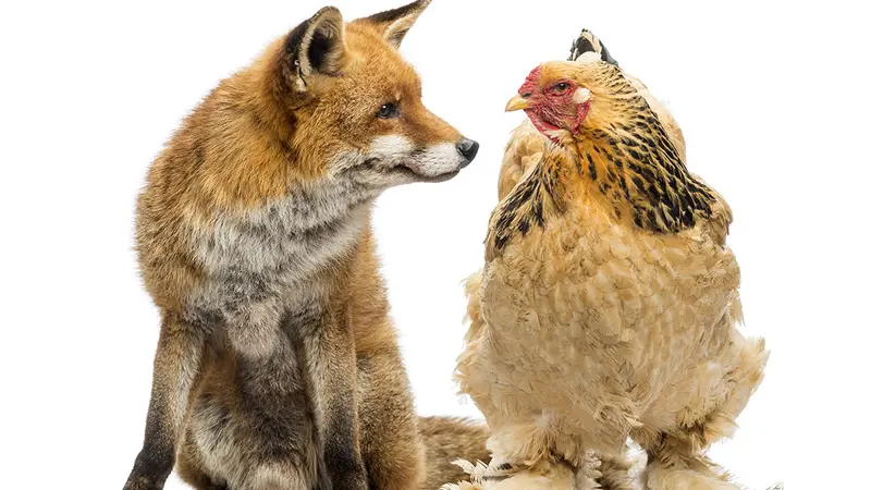 Le renard tue 50 de ses bêtes en une nuit dans une petite commune de l’Indre