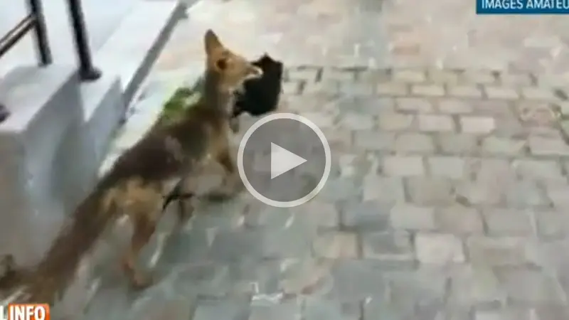 En Belgique, un petit chien a été tué par un renard