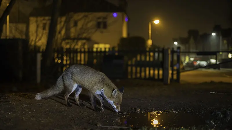 Londres : des renards tirés à l’arbalète