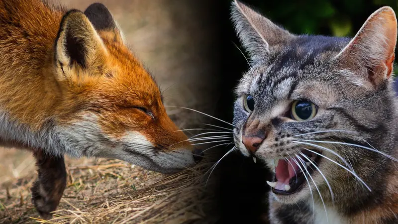 Pour les associations animalistes, les renards passent avant les animaux domestiques