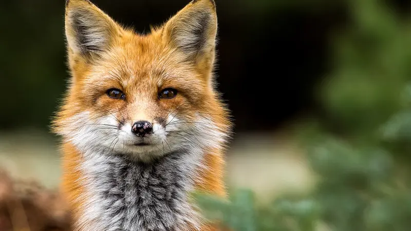 Des renards infectés par le virus de la grippe aviaire en Belgique