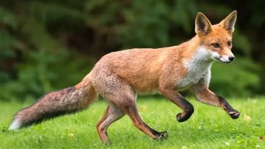 La fin de la chasse des renards et sangliers au Luxembourg