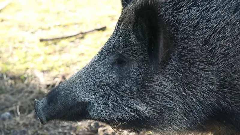 L’association Vida se défend mais ne confirme pas la provenance du sanglier Woody