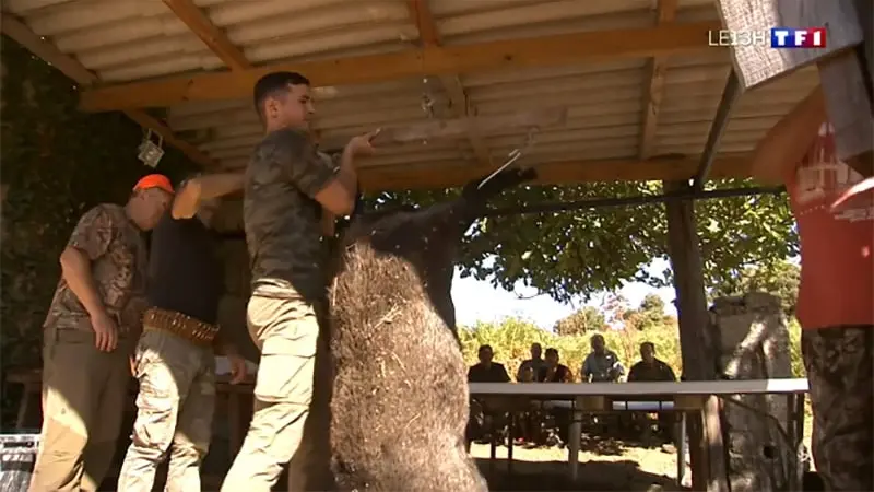 Reportage TF1 : ouverture de la chasse au sanglier en Corse