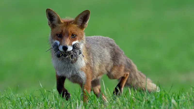 Reportage : TF1 consacre un dossier sur les renards