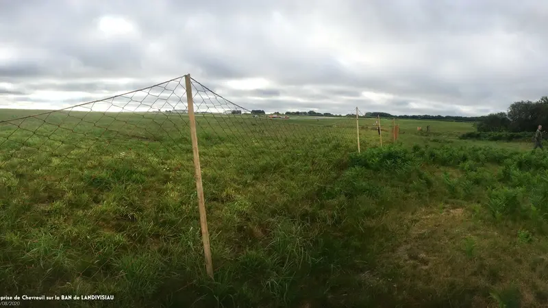 Une chevreuil capturé dans une base aéronavale militaire