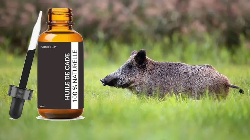 Un nouveau répulsif à sangliers ultra efficace et bio ?