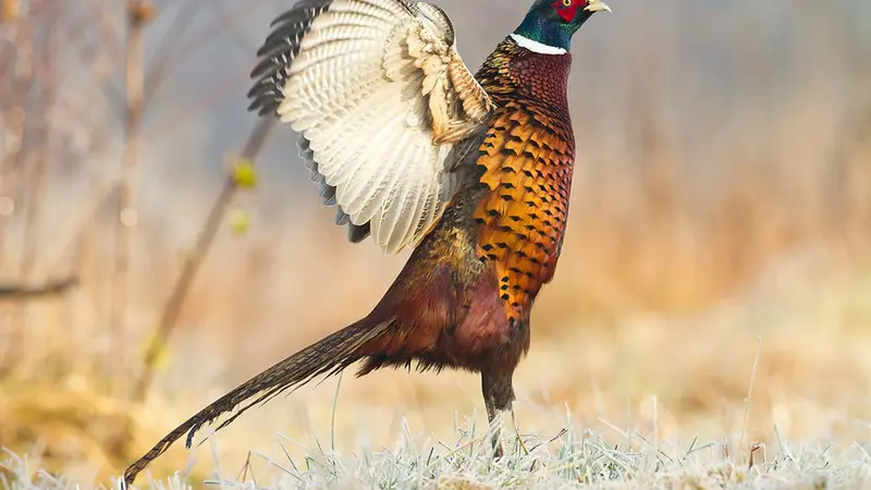 Réseau oiseaux de passage : le rapport 2017