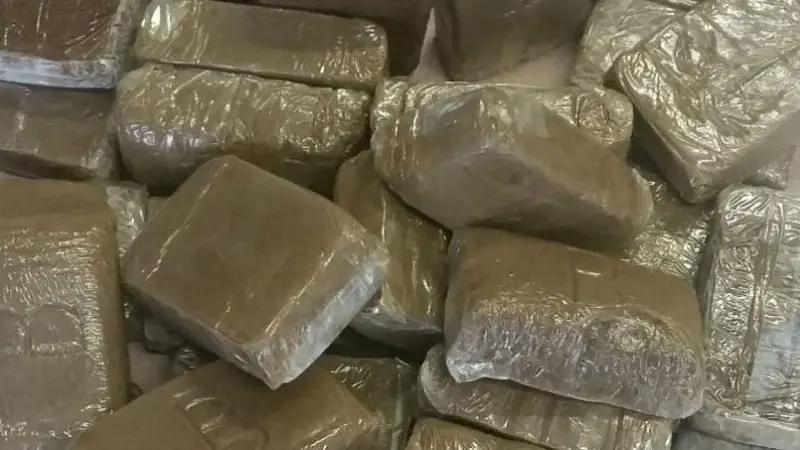 Un chasseur découvre 100 kilos de résine de cannabis en participant à une battue       