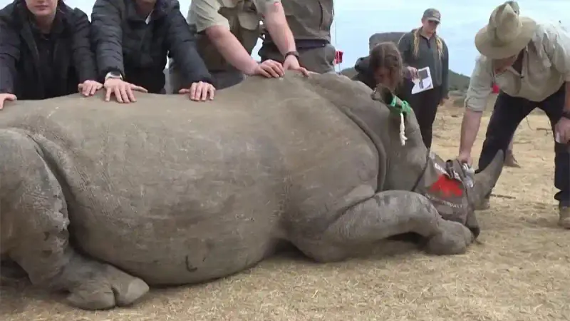 Des rhinocéros radioactifs contre le braconnage