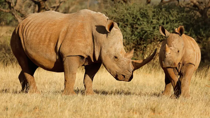 Au Kenya, bientôt une loi pour condamner à mort les braconniers.