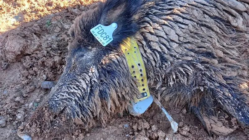 « Rillette » une nouvelle laie équipée d’un collier GPS dans le Tarn