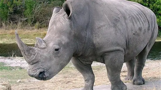rino-blanc